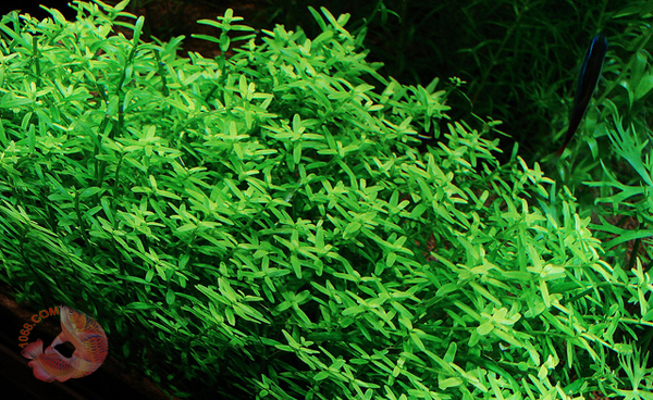 Rotala Sp Green,